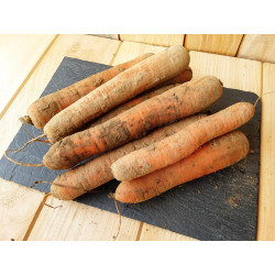 Carottes de Saint-Malo - 5kg