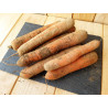Carottes de Saint-Malo - 5kg